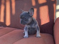 MÜKEMMEL KALİTE BLUE TAN DİŞİ FRENCH BULLDOG