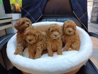 MÜKEMMEL BEBEK YÜZLÜ TOY POODLE BEBEKLERİMİZ