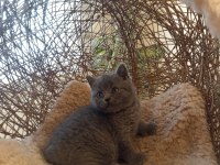 Koca Kafalı British Shorthair Yavrular Ayı Suratlar