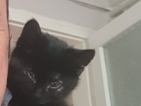 Anne Norveç Orman Kedisi - Melez