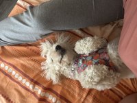 Shih Poo Dişi 1 Yaşında