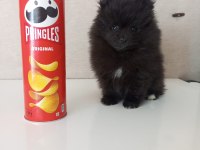 MİNİ BOY POMERANİAN YAVRULARI