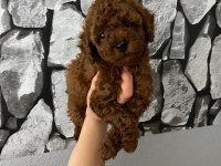 Red Brown Poodle Yavrularim Ev Üretimi