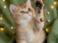 Golden British Shorthair