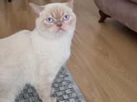 3 Yaşında Erkek British Shorthair