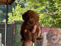A Kalite Poodle Yavrular