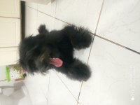 5 aylık çipli parazit ve karma aşıları tam morkie