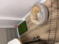 3 aylık aşıları yapılmış eğitimli poodle