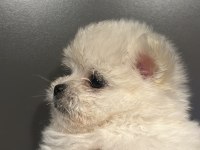 Dişi Teacup Maltese