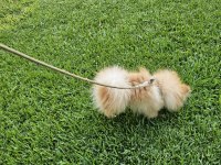 1 yaşında, Erkek Pomeranian BOO