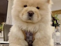 A kalite chow chow yavrular