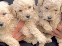 Maltipoo bebekler