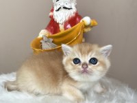 Ny12 Dişi British Shorthair