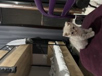 Kedi değil evlat alacaklar baksın