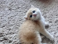Saf Kan Golden British Shorthair Yavruları (Wcf kayıtlı)
