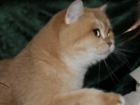 Şecereli Dişi NY12 British Shorthair