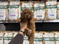 TOY POODLE YAVRULARI