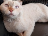 BEYAZ GRİ UYSAL 7 AYLIK SCOTTİSH KEDİ