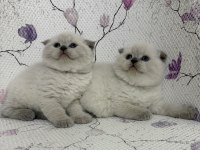 Sevimli Maviş Maviş Scottish Fold Bebekler