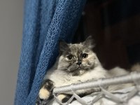 British longhair kedimiz