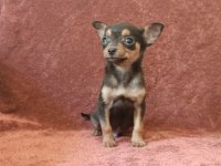 Hem minyatür hemde sevimli pinscher bebekler