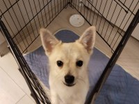 Pomerrion Kırması
