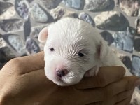 Yavru Maltese Terrier