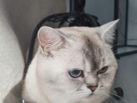 Erkek 2 yaşında CBA Sertifikalı British Shorthair