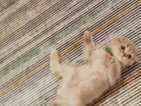 Scottish fold kırık kulak erkek kedimi sahiplendiriyorum