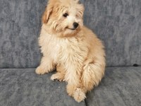Ev doğumu 4 aylık maltipoo