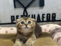 Golden tabby scottish fold erkeğim