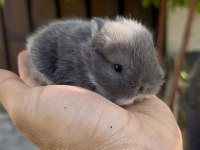 Hollanda cüce tavşanlar Netherland Dwarf