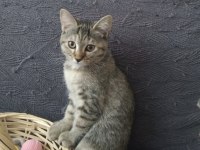 3 Aylık İki Güzel Minik Kedimiz Yuva Arıyor