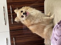 EV KÖPEĞİ EĞİTİMLİ POMERANİAN