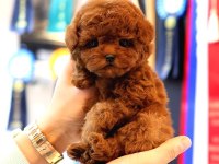KOREAN TOY POODLE YAVRULARIM