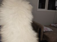 Pomeranian boo ayı surat