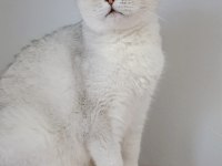 British shorthair silver ns11 dişi