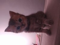 Tatlı ve sempatik british longhair