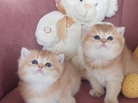Çok tatlı british shorthair bebeklerim