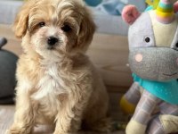 F2 MALTİPOO YAVRULARI