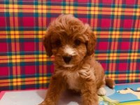 Orjinal Red Maltipoo Bebeğimiz