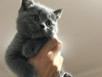 3 Tane Kedimiz Sahiplendirilecek Annesiyle Beraber
