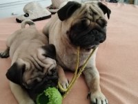 Pug mops yavru