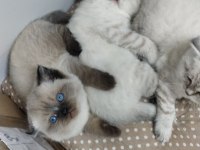 Bebek british shorthair