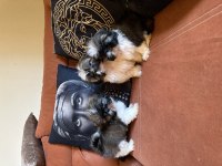 Shih tzu safkan yavrular