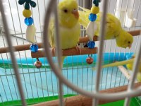 İki çift lutino albino sarı muhabbet kuşu