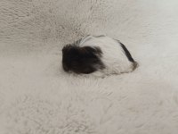Guinea Pig Bebekler