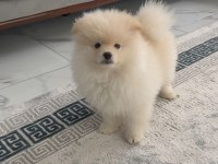 Erkek Aşılı Wc Eğitimi Başladı Ayıcık Surat Pomeranian
