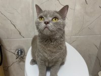 British shorthair kedisi