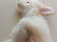 Köpeğim 3,5 aylık malzemeleri ile birlikte VERECEĞİM
